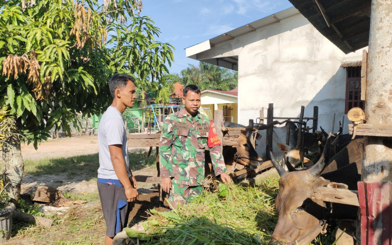 Babinsa Koramil 01 Dumai Aktif Pantau Kesehatan Ternak Warga Cegah Penyakit Mulut dan Kuku
