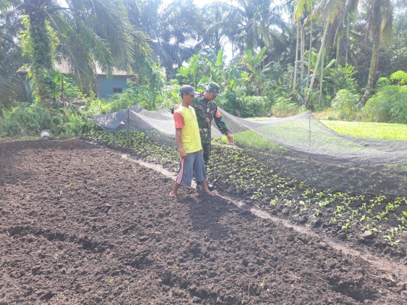 Patroli Karhutla, Babinsa Dumai Selatan Ajak Warga Produktif dengan Budidaya Sawi