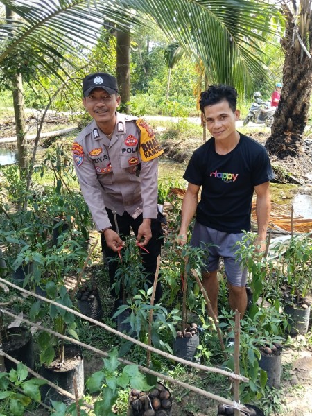 Lahan Cabai Produktif di Ratu Sima Berkontribusi bagi Ketahanan Pangan Masyarakat