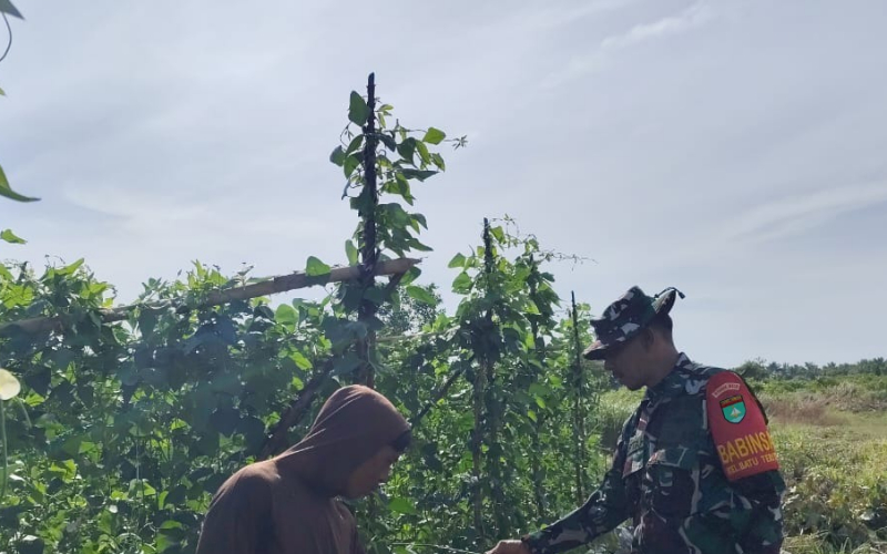 Babinsa Batu Teritip Dampingi Penanaman Kacang Panjang dan Imbau Warga Cegah Karhutla