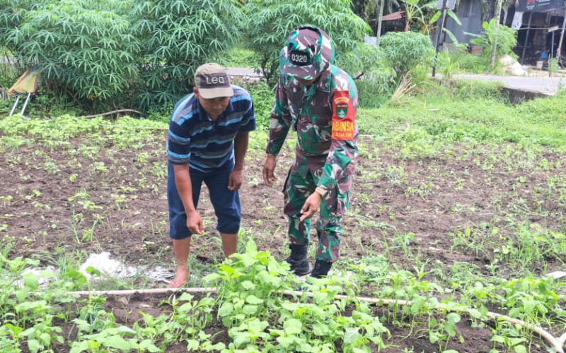 Babinsa Serda Andri Widodo Patroli Karhutla dan Dampingi Penanaman Bayam di Bagan Keladi