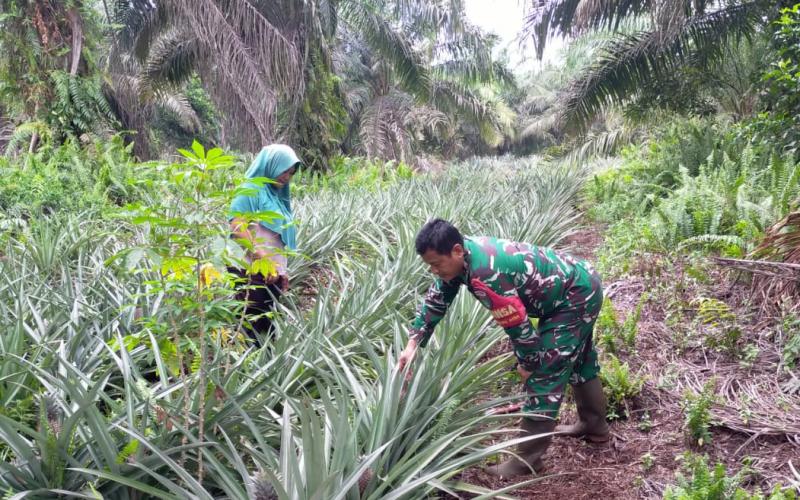 Babinsa Sungai Sembilan Dampingi Warga Kembangkan Tanaman Nanas