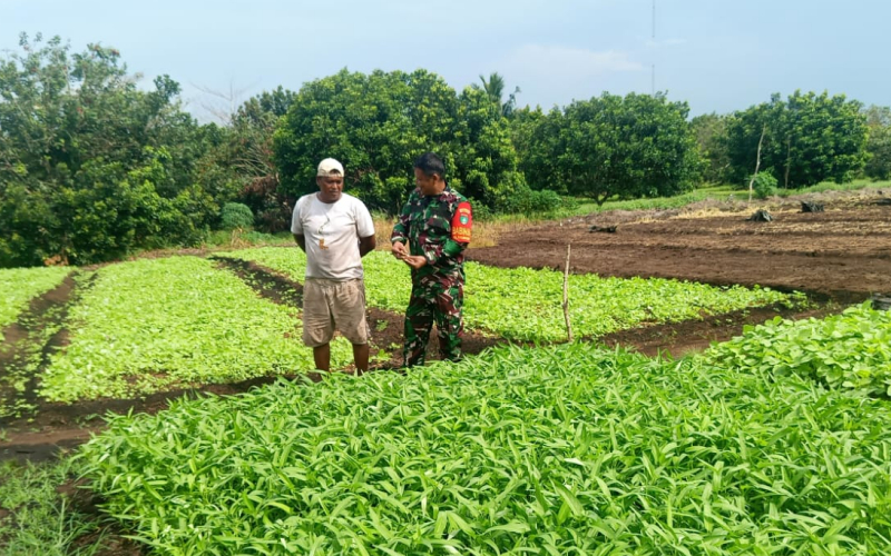 Babinsa Koramil 01 Dumai Dampingi Warga Binaan Tanam Kangkung di Lahan Gambut