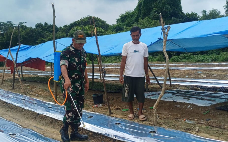 Kodim Dumai Dampingi Karya Nyata Budidaya Semangka di Kelurahan Gurun Panjang