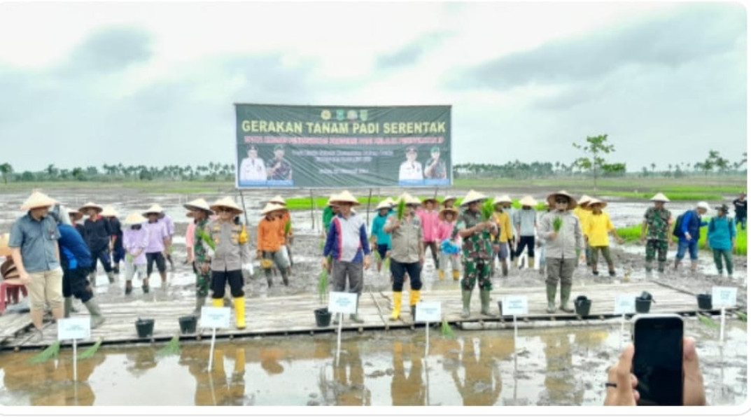Gubernur Riau Di Dampingi Pj Bupati Inhil Tanam Benih Pertama Pada Gerakan Tanam Padi Serentak 3000 Hektar