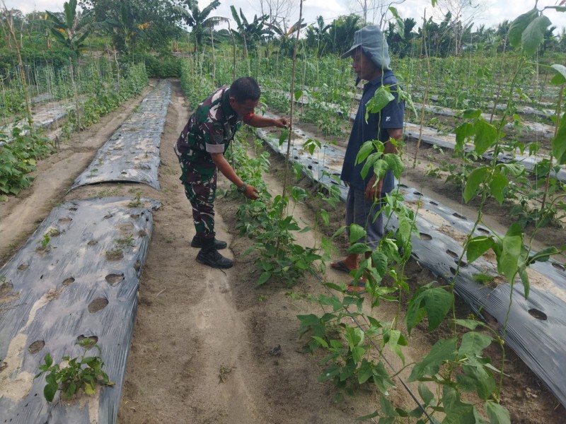 Babinsa Serka Abu Kasim Dorong Warga Bukit Datuk Buka Lahan Tanpa Membakar