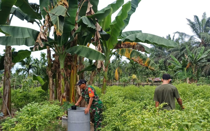 Babinsa Gurun Panjang Dampingi Warga Tanam Cabe Rawit untuk Dukung Ketahanan Pangan