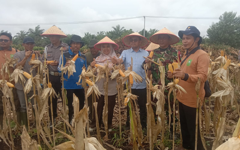 Panen Raya Jagung Pipil di Sungai Sembilan, Kodim Dumai Perkuat Program Ketahanan Pangan